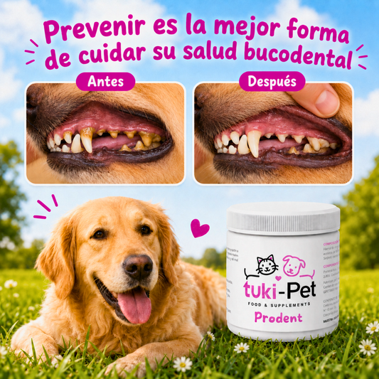 Antes y después de higiene bucodental en perro con sarro y placa dental moderada